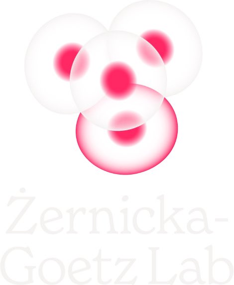 Magdalena Zernicka-Goetz tweet media