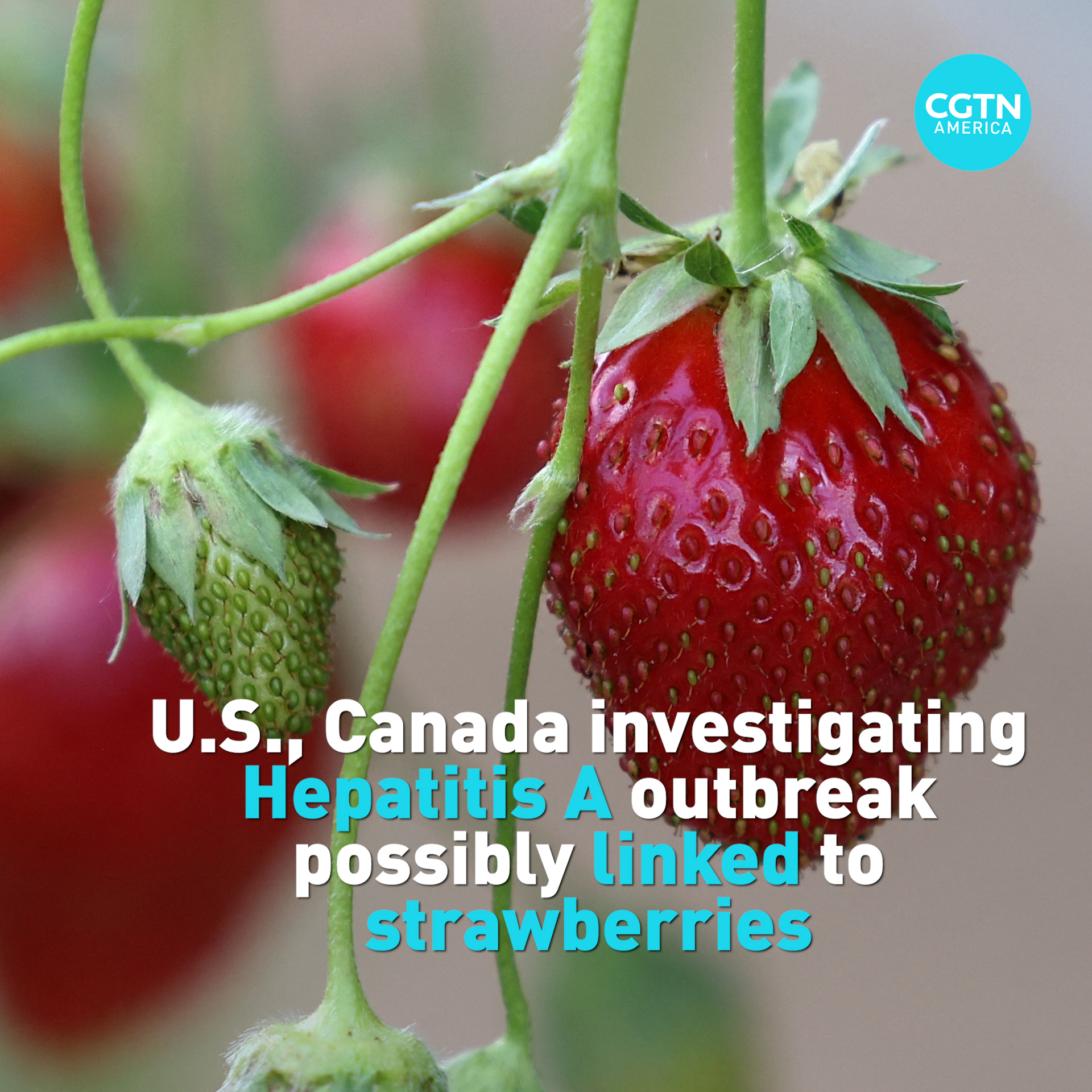 CGTN on Twitter "Food regulators in the United States and Canada are