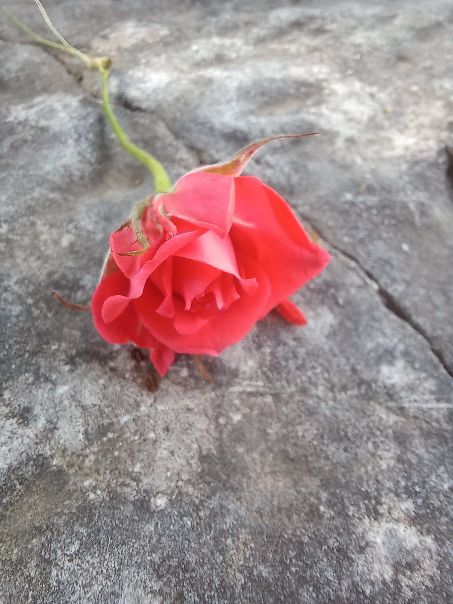 Lascia il tuo cuore scoppiare finalmente, cedi, gemma, cedi. Lo spirito della fioritura s'è abbattuto su di te. 
Puoi rimanere ancora bocciolo?
R. Tagore 
<a href="/CasaLettori/">Casa Lettori</a> #IlLinguaggioDeiFiori