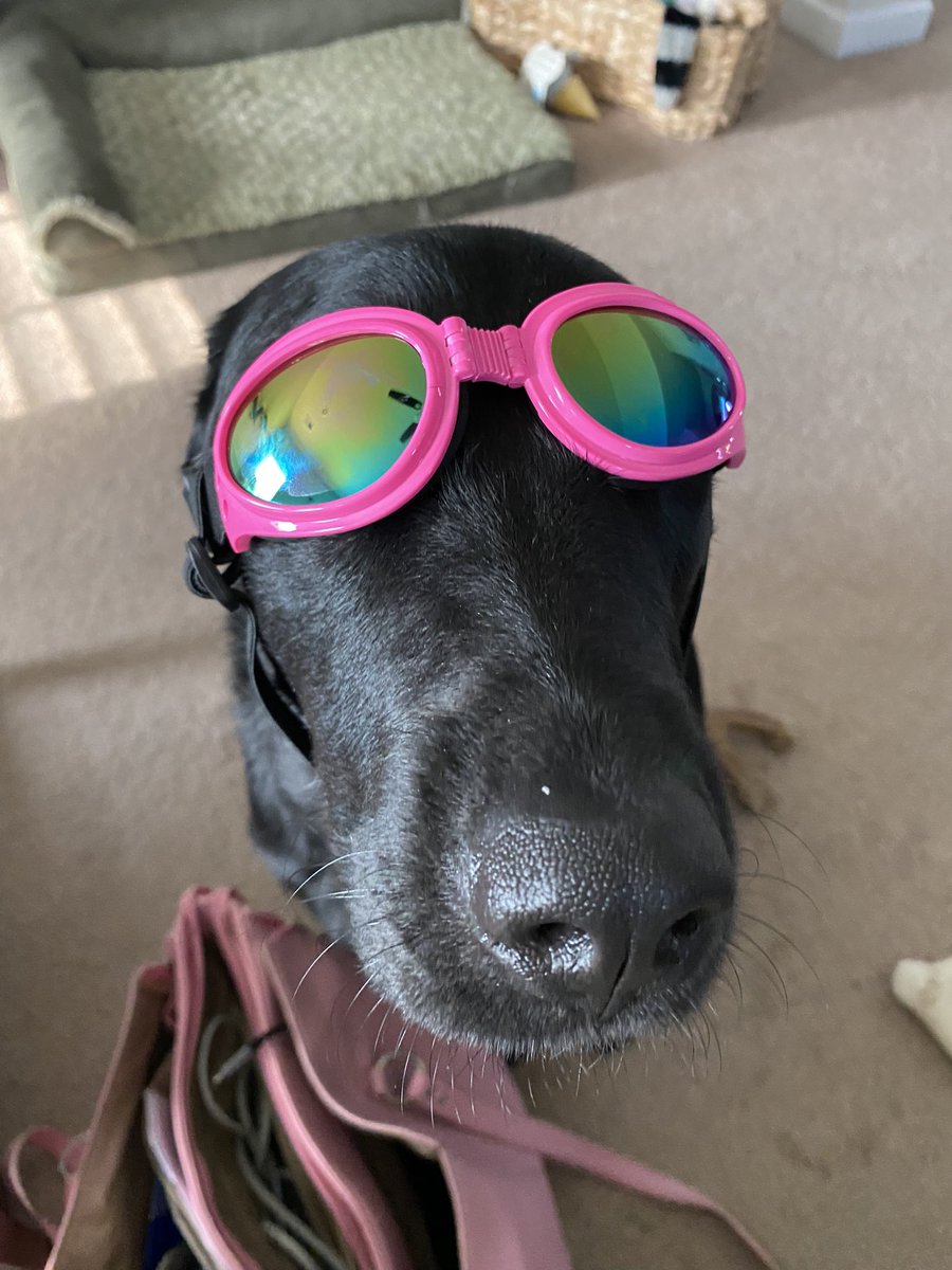 Yes, Mother got me doggles. No, I don’t want to talk about it. #doggles #ready #doggoggles