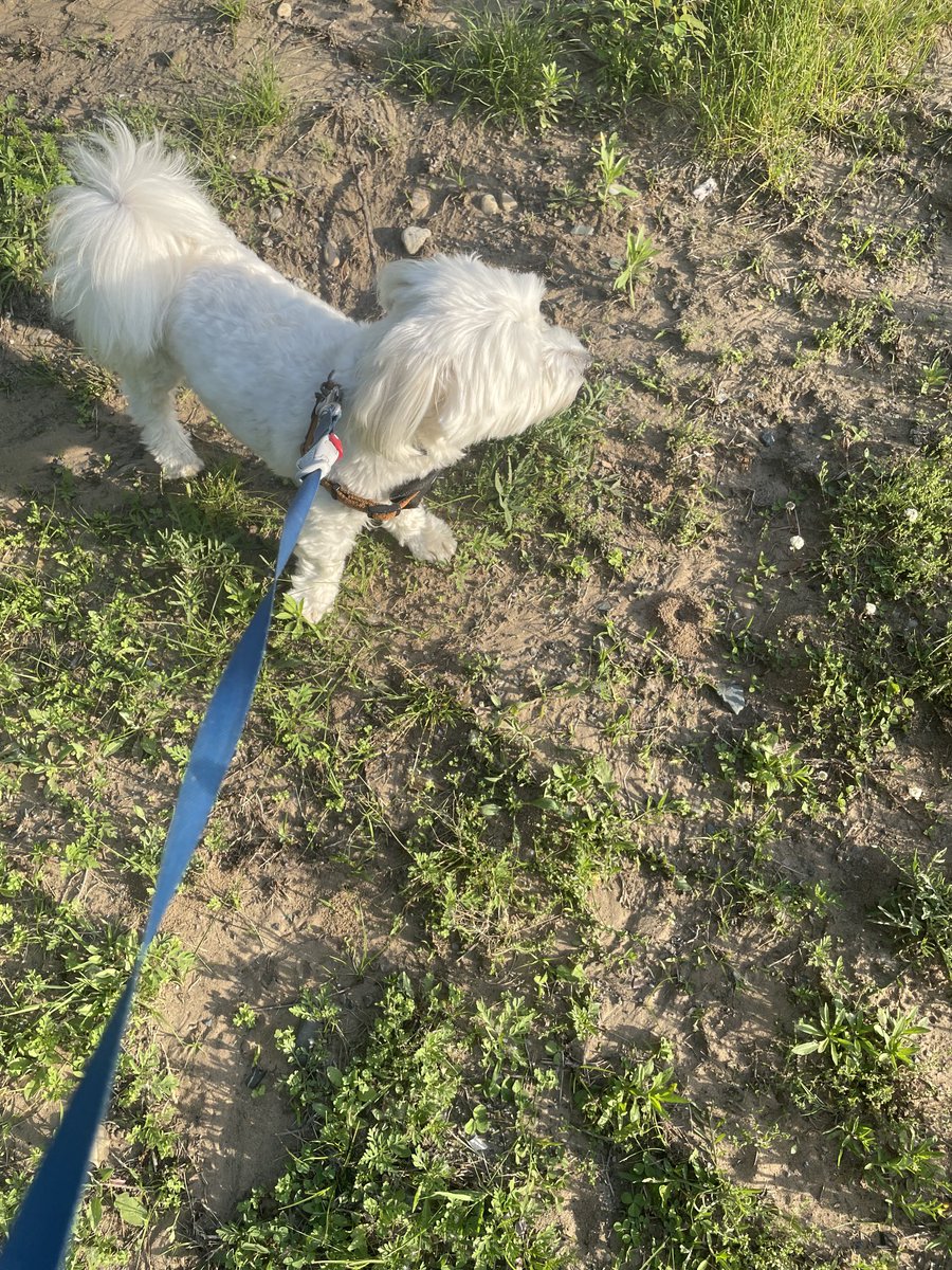 Mez avoiding Mama’s camera 📸 #ZSHQ