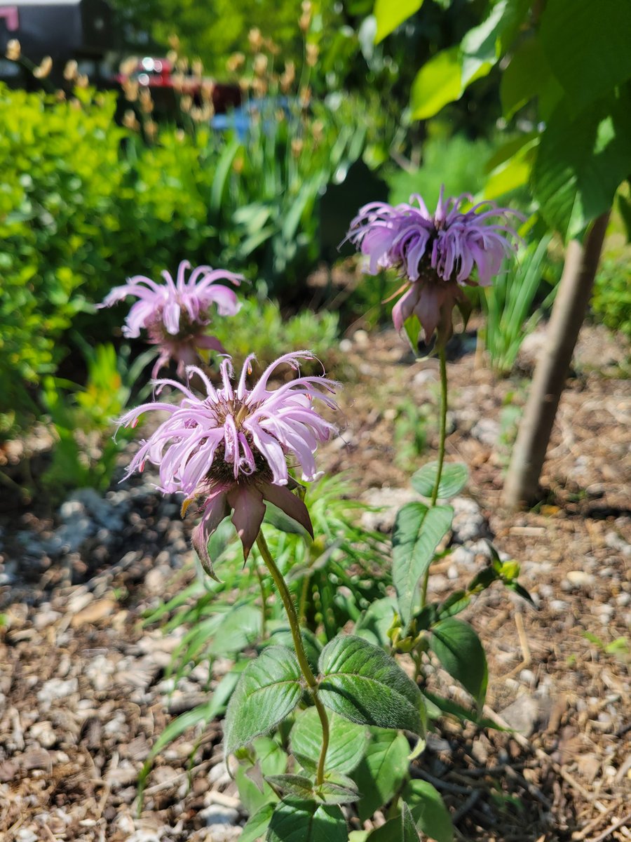 Native bee balm blooming for the first time. #NJ planting zone 7a. #GardeningTwitter #monarda