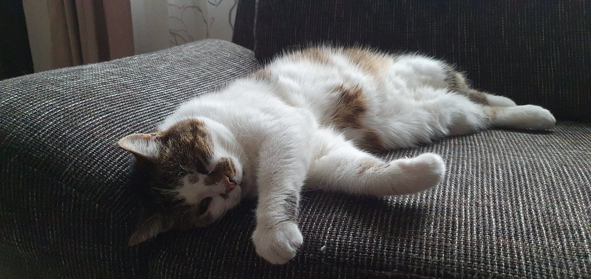 Necrum ( no commissions for now ) tweet media