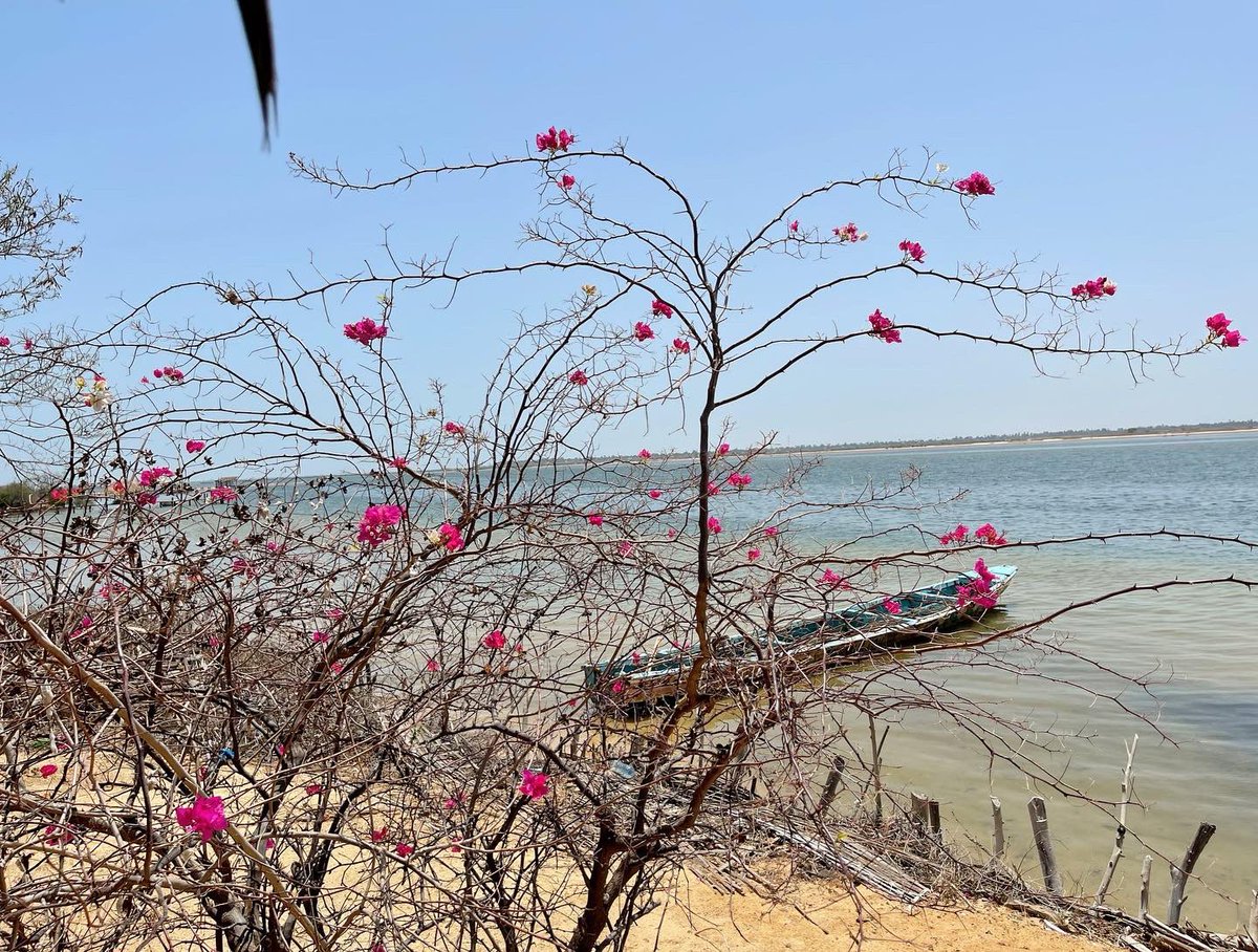 xynotion's tweet photo. Tourism #Senegal the teranga is truly beautiful! #sinesaloum 🏝🚤🏕🛶🇸🇳 https://t.co/VgQuDwTJ5N