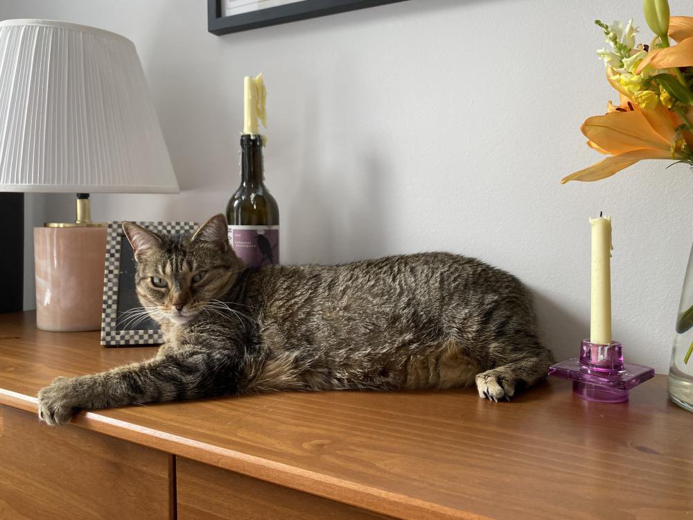 KeithOlbermann's tweet photo. NYC MISSING CAT ALERT: Val is lost at Central Park West and 103rd Street. If you've seen or found him please go here: https://t.co/dUFEbrEVFc and/or call 877-818-0060 and PLEASE RT VAL! https://t.co/ZfW3yGurNo