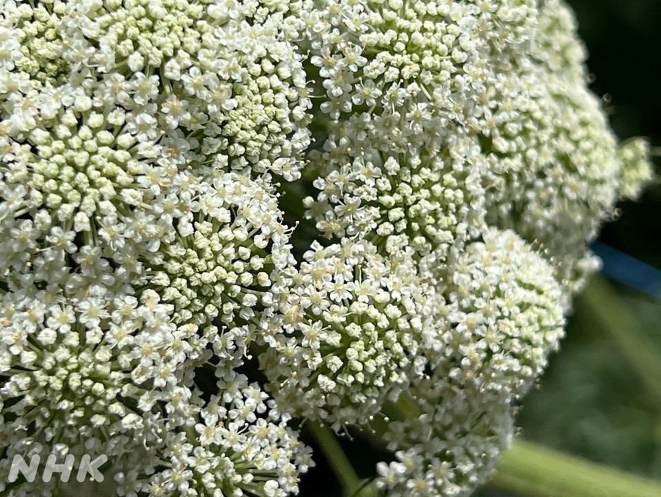 Uzivatel Nhk長崎放送局 Na Twitteru こちらのにんじんの花畑は 種を採るのが目的で 高さ１メートルほどの 茎の上には 白い小さな花が密集して咲き 花の甘い香りに誘われて モンシロチョウが 飛び交っていました T Co Umuttwalcy Twitter