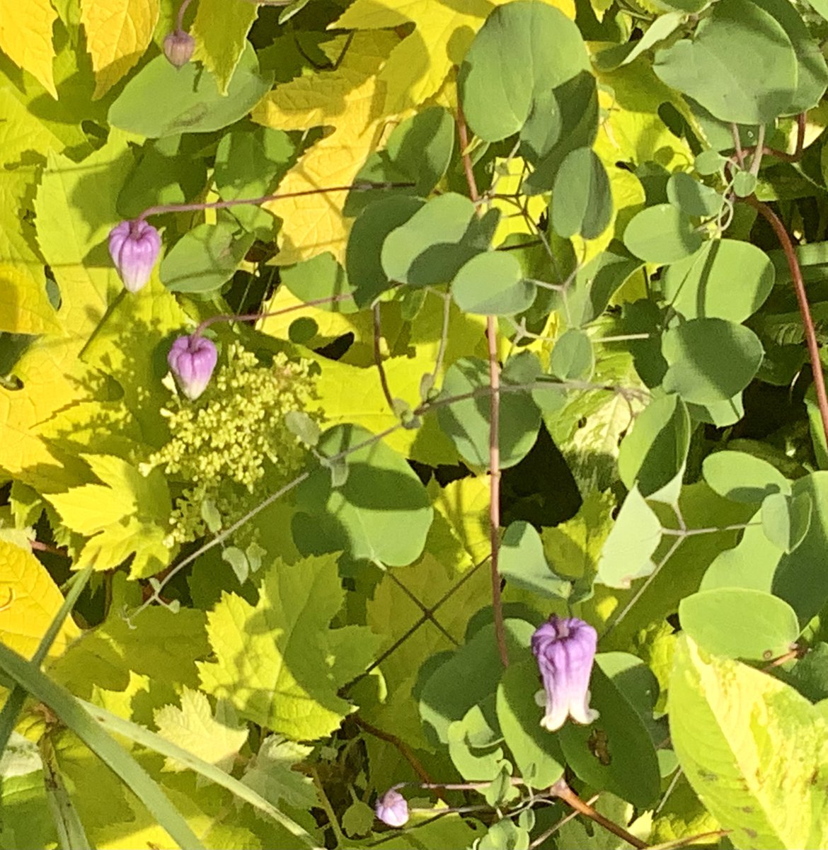 tmreic's tweet photo. Clematis versicolor a Missouri native sneaking through the perennial plants 🌱 transplanted last year closer to patio so I could enjoy it more. https://t.co/sMVfqAd2Jy