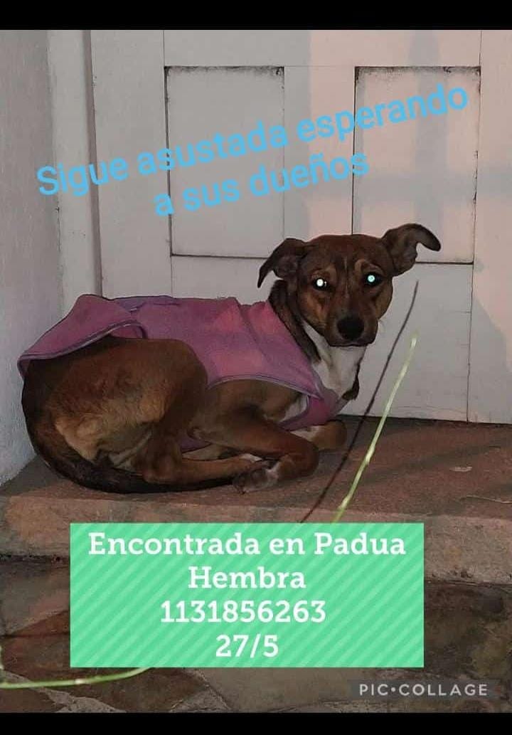 PerrosdeMerlo's tweet photo. Se busca a su familia. 
https://t.co/8Sd9jYZUA8 https://t.co/BM3rxH3CNx