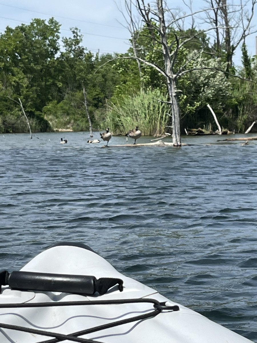 INDStateRex's tweet image. Kayak season officially started today; well it did for me!  Let the summer kayak adventures begin…