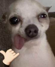 este perro me representa to el día