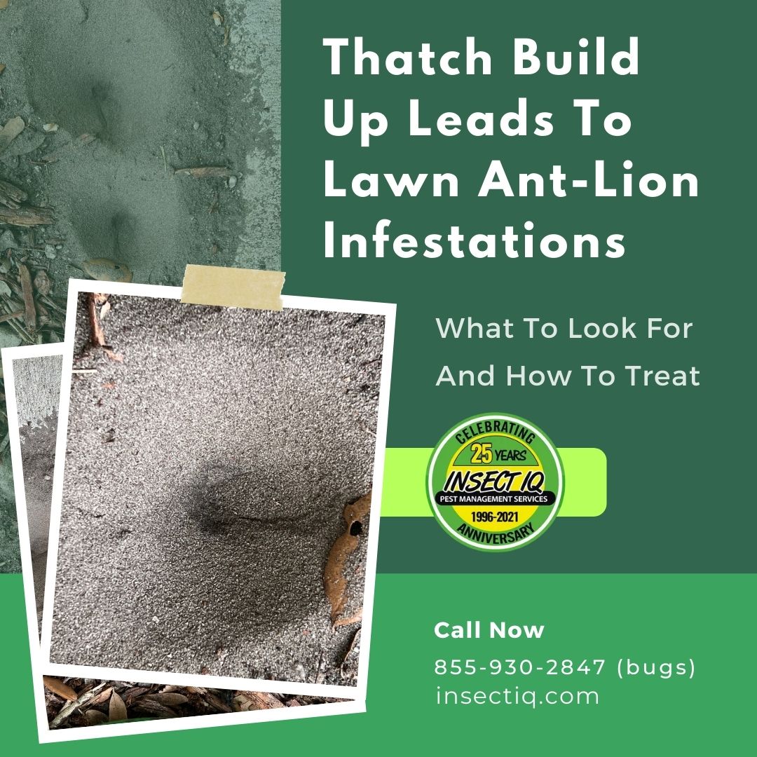 IQBeeRemoval's tweet photo. Thatch Build Up Leads To Lawn Ant-Lion Infestations | What To Look For And How To Treat
https://t.co/gOTW1jC7Fn
#antlion #insectiq #sandbugs #ants https://t.co/L1XiC6rsLE