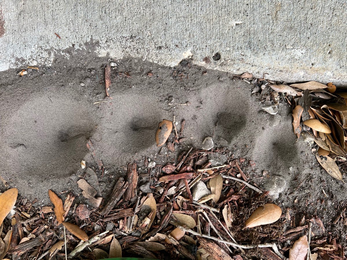 IQBeeRemoval's tweet photo. Thatch Build Up Leads To Lawn Ant-Lion Infestations | What To Look For And How To Treat
https://t.co/gOTW1jC7Fn
#antlion #insectiq #sandbugs #ants https://t.co/L1XiC6rsLE