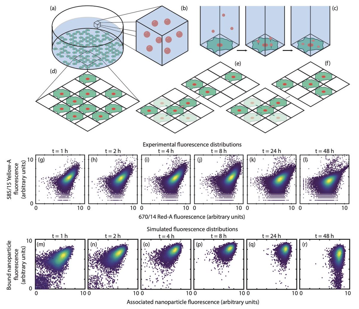 Great to have this preprint out, based on research Celia did with me during an undergraduate project.

We looked at how much heterogeneity in nanoparticle dosage is unavoidable - even if all cells are identical - with both simulation and analytic results.

biorxiv.org/content/10.110…