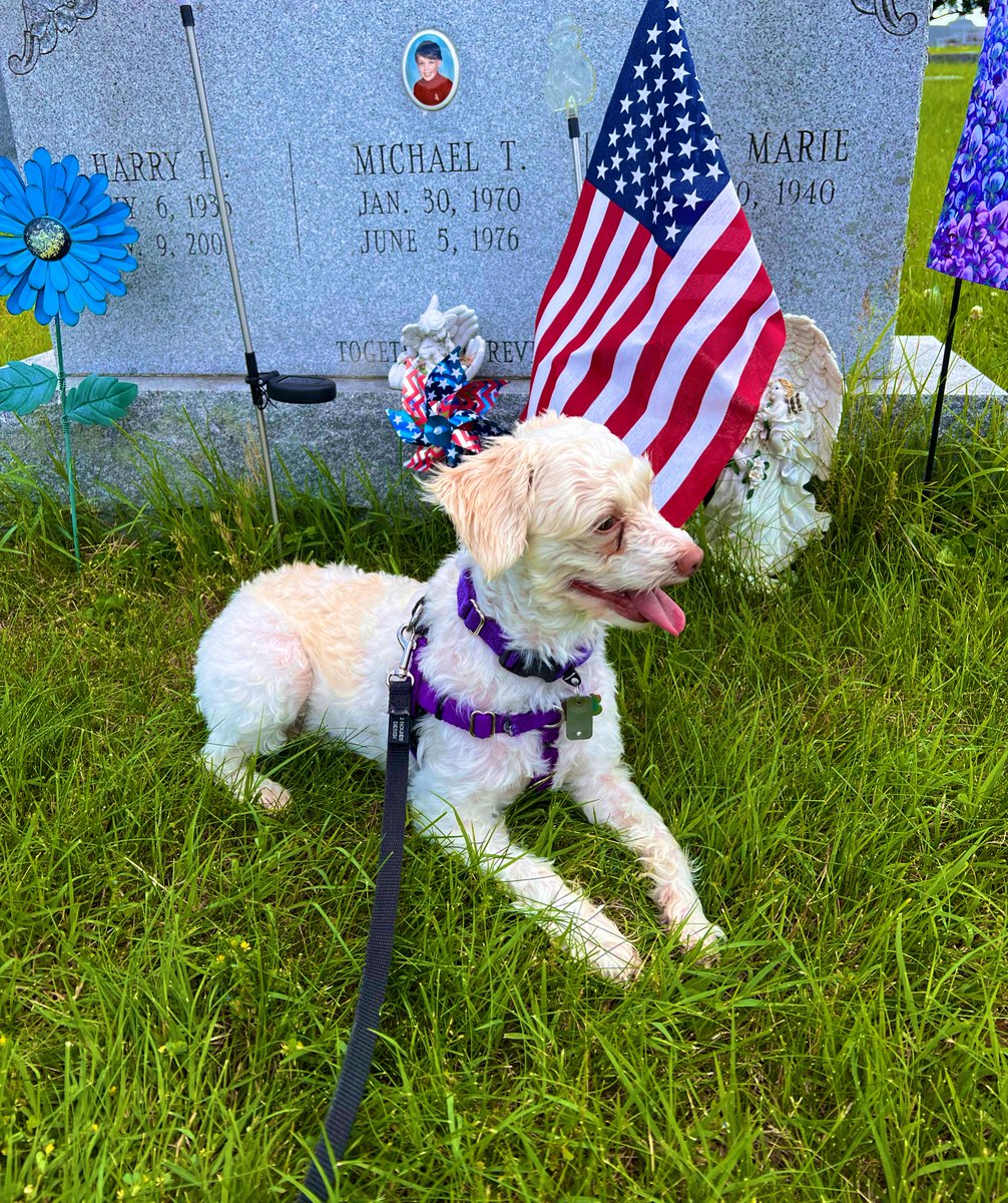 zoey_daisy's tweet photo. We stopped by to visit Pop &amp; Uncle Mikie after the #MemorialDay ceremony.  🇺🇸 #NeverForgotten #SomeGaveAll #ZoeySophia #RescueDogs #AdoptDontShop #Dogs #dogsoftwitter https://t.co/YtA9WOdJii