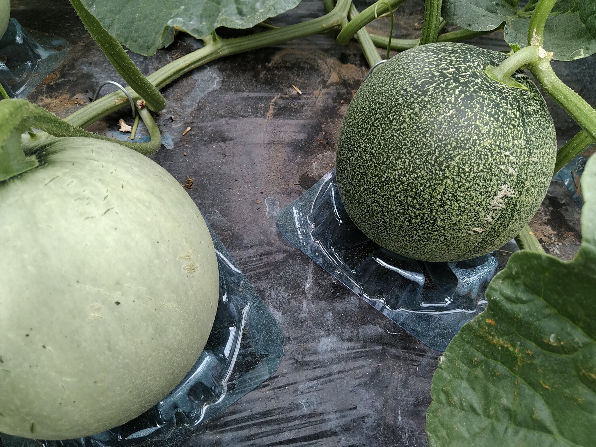 ｔａｋｕｍｉの家庭菜園 自家採種メロン 美味しかった春のクインシーの種を使って栽培したら二種類のメロンに化けた ｆ１の先祖帰り それとも種が混ざった 昨年植えたのは春のクインシー 赤肉 とパンナｔｆだけど T Co 3gj2qbq4xu