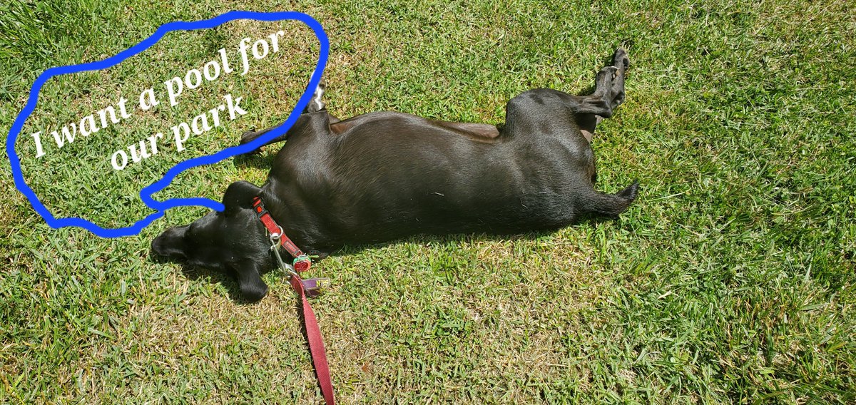 Phildb4R's tweet photo. The Greenway Farms Dog park has applied for a park improvement grant, but need your help. Post pics of you pup (s) and mention #DogParkDash2022. Also fill out quick survey at https://t.co/WdjfnEUAap to give us a better chance. Think of all the improvements we can make... https://t.co/XUlKYpxBkw
