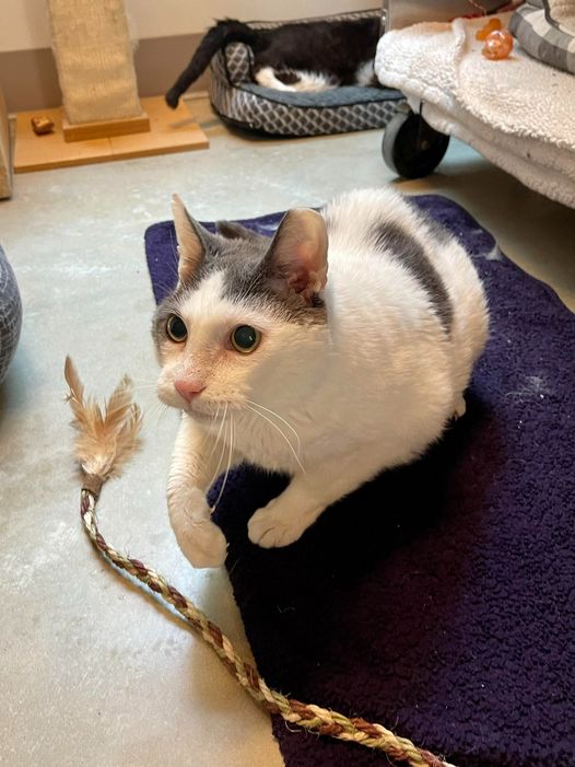 hhforcats's tweet photo. Introducing Poundcake, a dapper nine year gentleman who particularly enjoys being around cats with a mellow personality like his. He has a passion for butt scratches and plays like a kitten when offered a bouncy ball. Apply as an adopter to meet him. https://t.co/JIPw116G6P https://t.co/spMM5VFGL4