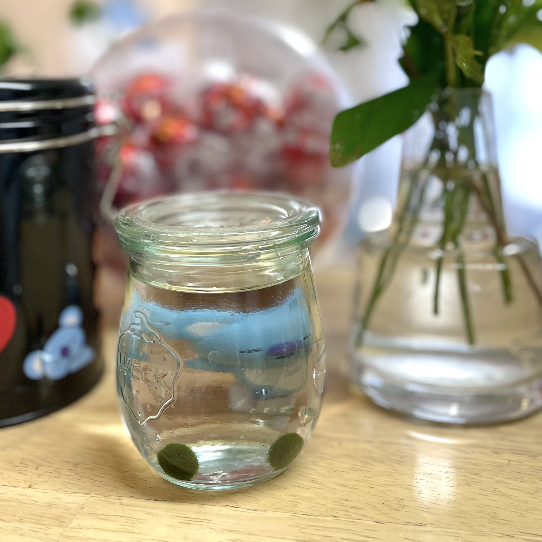 تويتر Harutibe ぬけさくゴリラ على تويتر おはヨロブン まだ火曜なのにｺﾝｾﾌﾟﾄﾌｫﾄでﾊﾞﾀﾊﾞﾀと倒れる音が聞こえます 所で 母の日に息子からもらったマリモが生きてるのしんでるのか分かりません マリモ 昔すごい流行ったよね 昭和世代は懐かしいよね