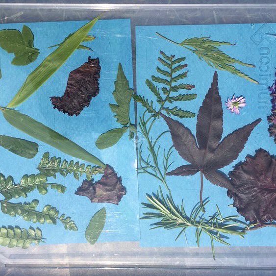 MudandBloom's tweet photo. 🌿☀️Making sun prints is a great outdoor art activity to do with children over summer. The process is fascinating and there’s lot to learn about the sun and shadows. The end result is also very beautiful!
👉🏼https://t.co/bDObFcJJLy
#outdoorlearning #sunprints #mudandbloom #eyfs https://t.co/09PbK7eTvo