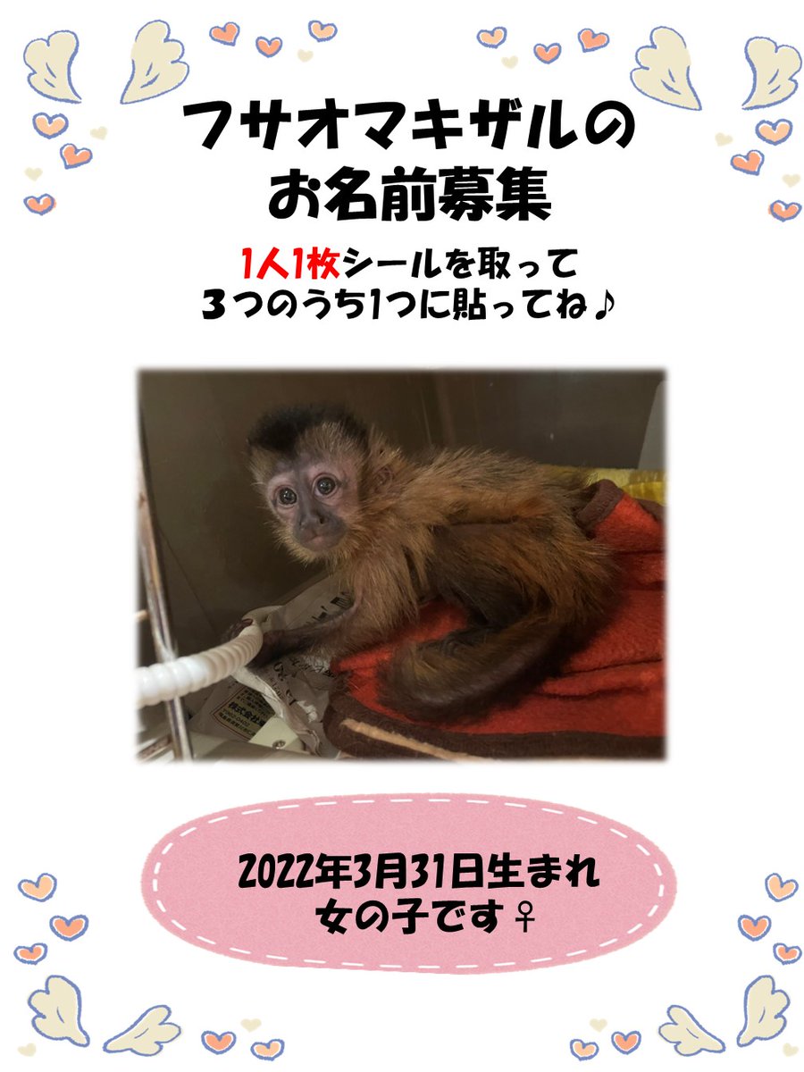 Kabazoo カバズー 公式 Kabazoo Kashiwa Twitter