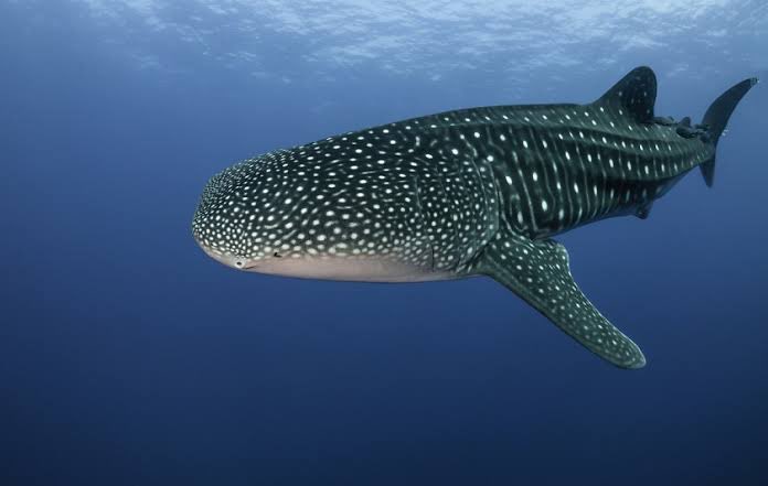 Andrea Gonzalez (@andreag1075) on Twitter photo 🌊Conocías que el santuario donde se encuentra la mayor concentración de tiburones ballena, se localiza en las costas del norte del Parque Nacional Isla Contoy en Holbox <a href="/omaralpuche/">omar alpuche leal</a> 🌊Conocías que el santuario donde se encuentra la mayor concentración de tiburones ballena, se localiza en las costas del norte del Parque Nacional Isla Contoy en Holbox <a href="/omaralpuche/">omar alpuche leal</a>