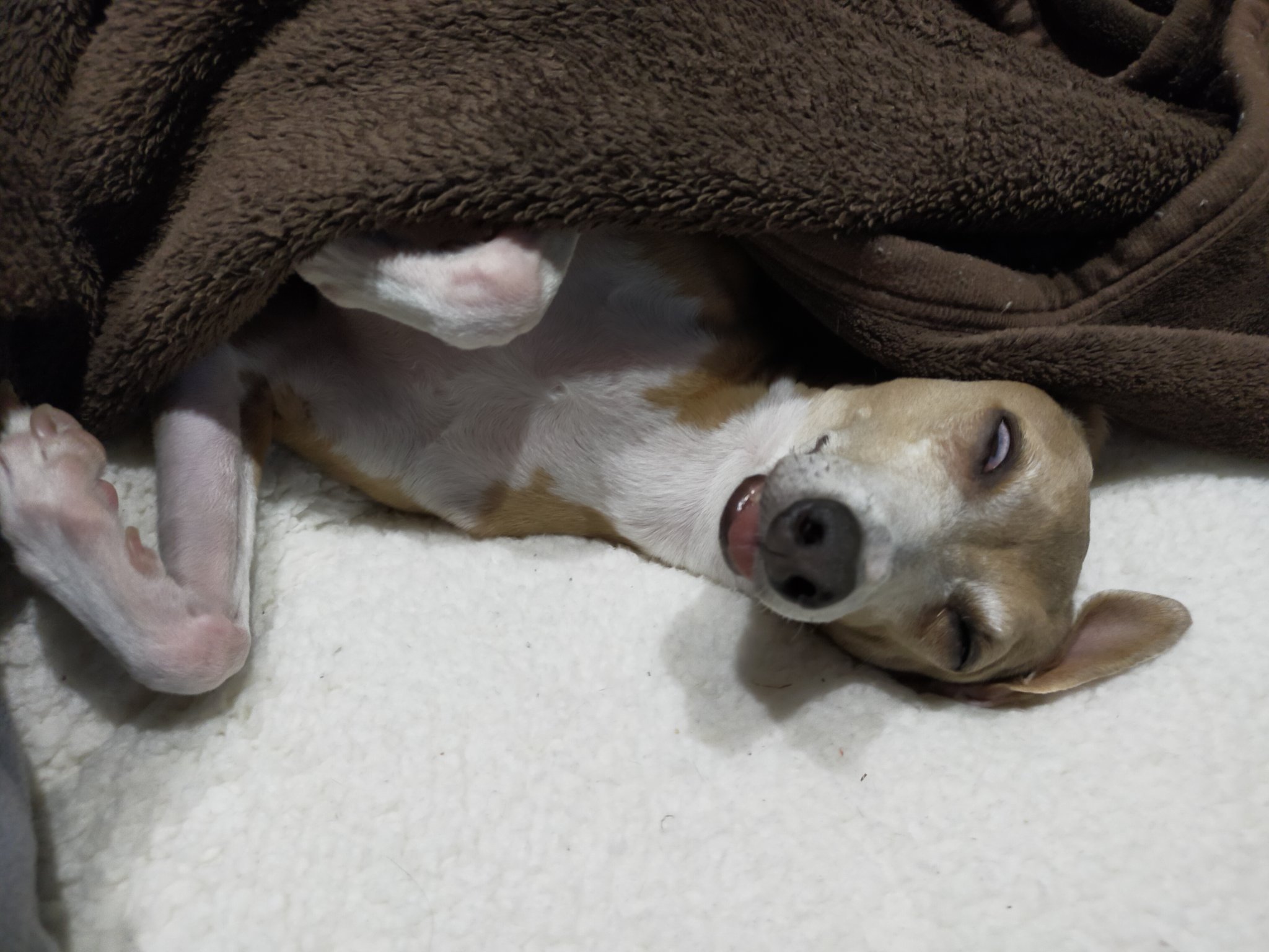 爆睡する犬 Twitter Search Twitter