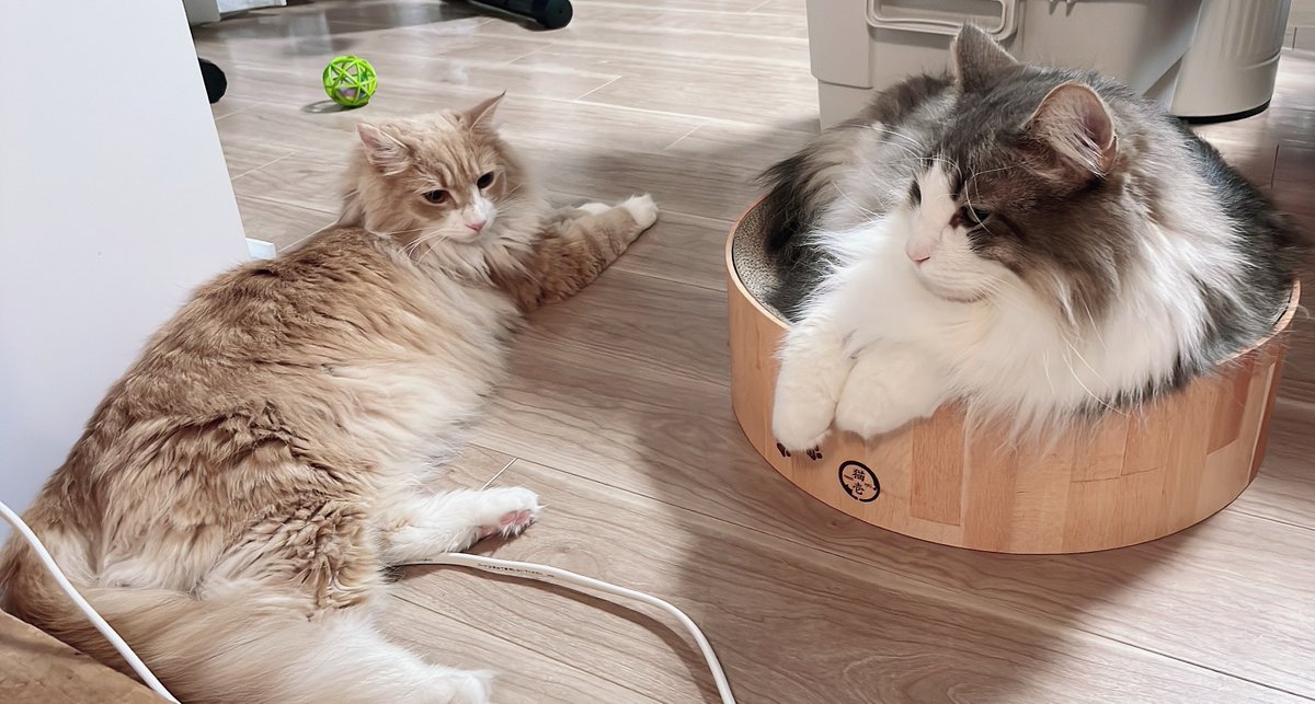 llya_cat's tweet photo. このあと猫パンチをくらうノエル😹 https://t.co/qAUl9Gz1Hm