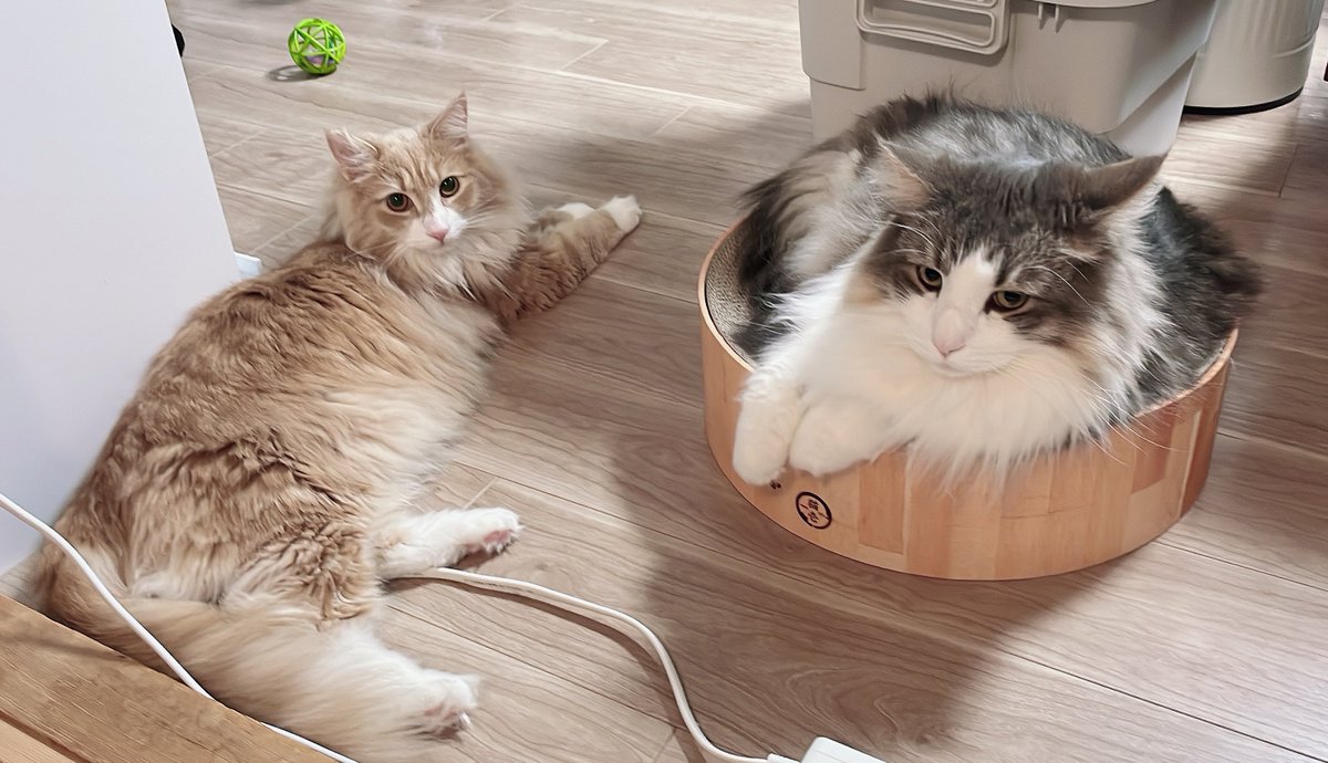 llya_cat's tweet photo. このあと猫パンチをくらうノエル😹 https://t.co/qAUl9Gz1Hm