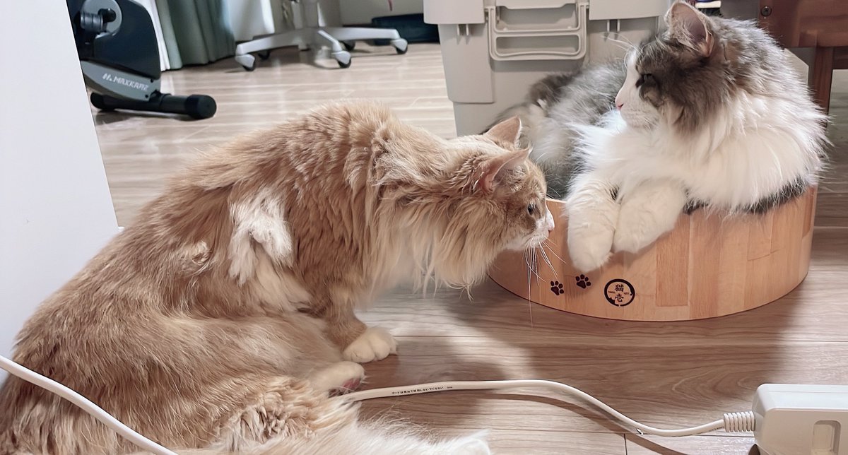 llya_cat's tweet photo. このあと猫パンチをくらうノエル😹 https://t.co/qAUl9Gz1Hm