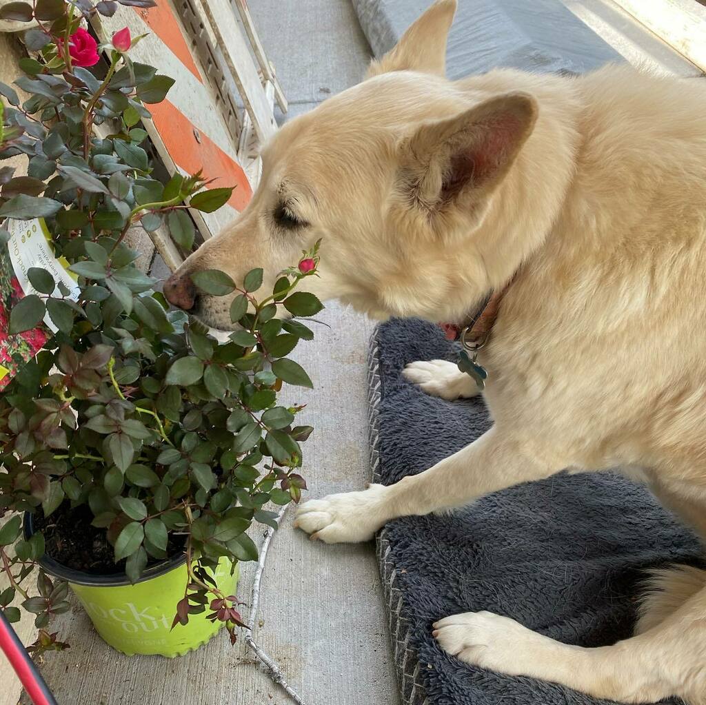 Stopping to sniff the roses with all our noses on this beautiful weekend. 

#seniordogsofinstagram #rescuedogsofinstagram #coloradosprings #cosprings #whitewhiskersdog #oldcoloradocity instagr.am/p/CeNXccfse2G/