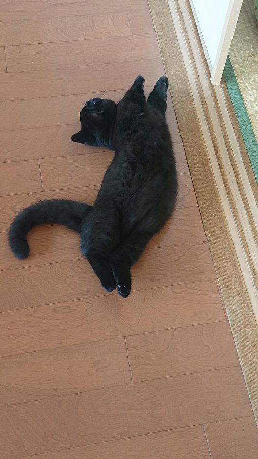 黒猫がのびーっと寝転ぶと ちょっとお腹がポンポン過ぎひん 生まれ持ったゆるふわボディーがかわいい ねとらぼ