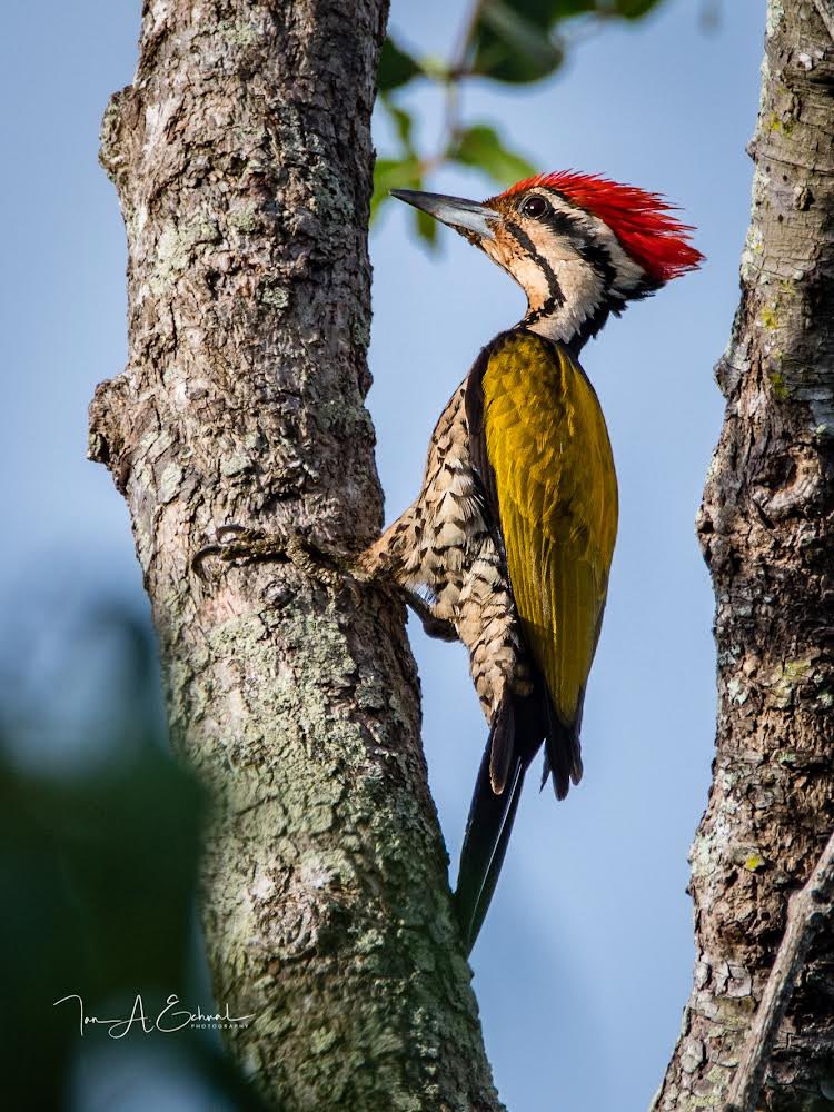 EchualIan's tweet photo. Bird: Common Flameback

#nikonD500 #wildlife #wildlifephotography #nature #TwitterNatureCommunity #birdphotography #BirdsSeenin2021 #birds #borneobulletin #birdwatching #wildlife #NaturePhotography 
May  2022
Brunei Darussalam 🇧🇳 https://t.co/YxCMDJLCxy