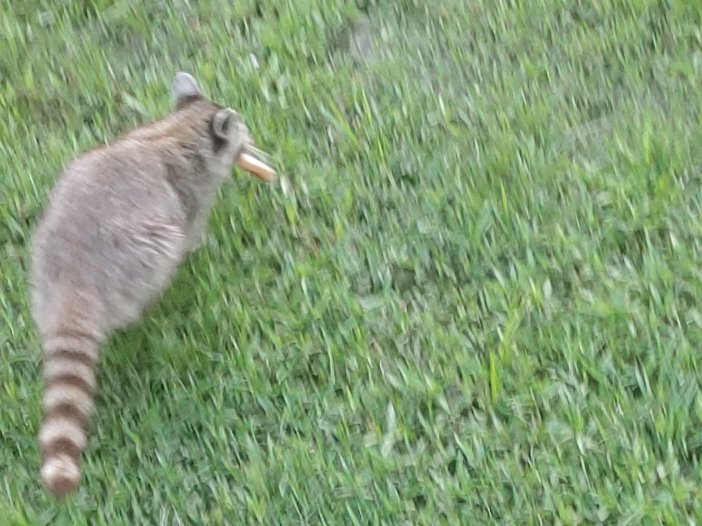 Wasn't much left of the watermelon so I gave him a bun too. He scooped it up and hauled ass back to his hidey-hole in the trees at the back of my property