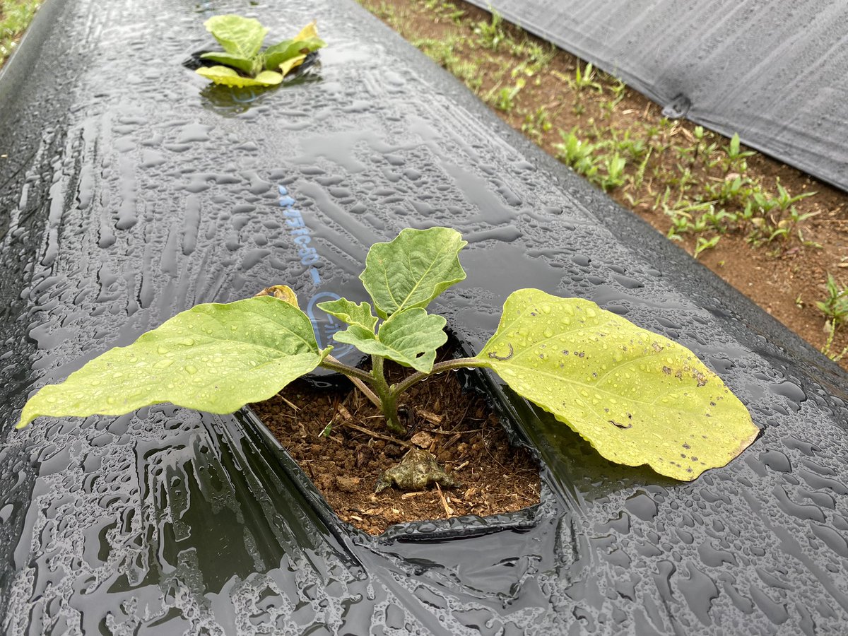 82ii's tweet photo. ナスの苗は定植してから一度窒素飢餓を起こし、それから自ら根を張り微生物を呼び込んで土に窒素固定させて元氣になると考える。
#那須ノ菌ちゃんふぁーむ #炭素循環農法 https://t.co/lRaj0RuQw1