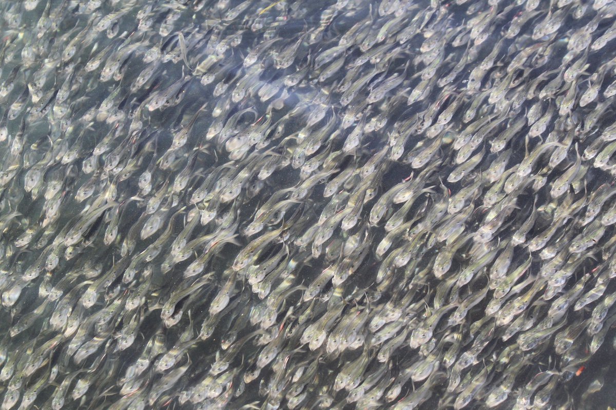 CapeHomepage's tweet image. Peanut Bunker in Great Harbor, #WoodsHole, #CapeCod. @petermarteka #MayPatternChallenge @SurfSkiWeather