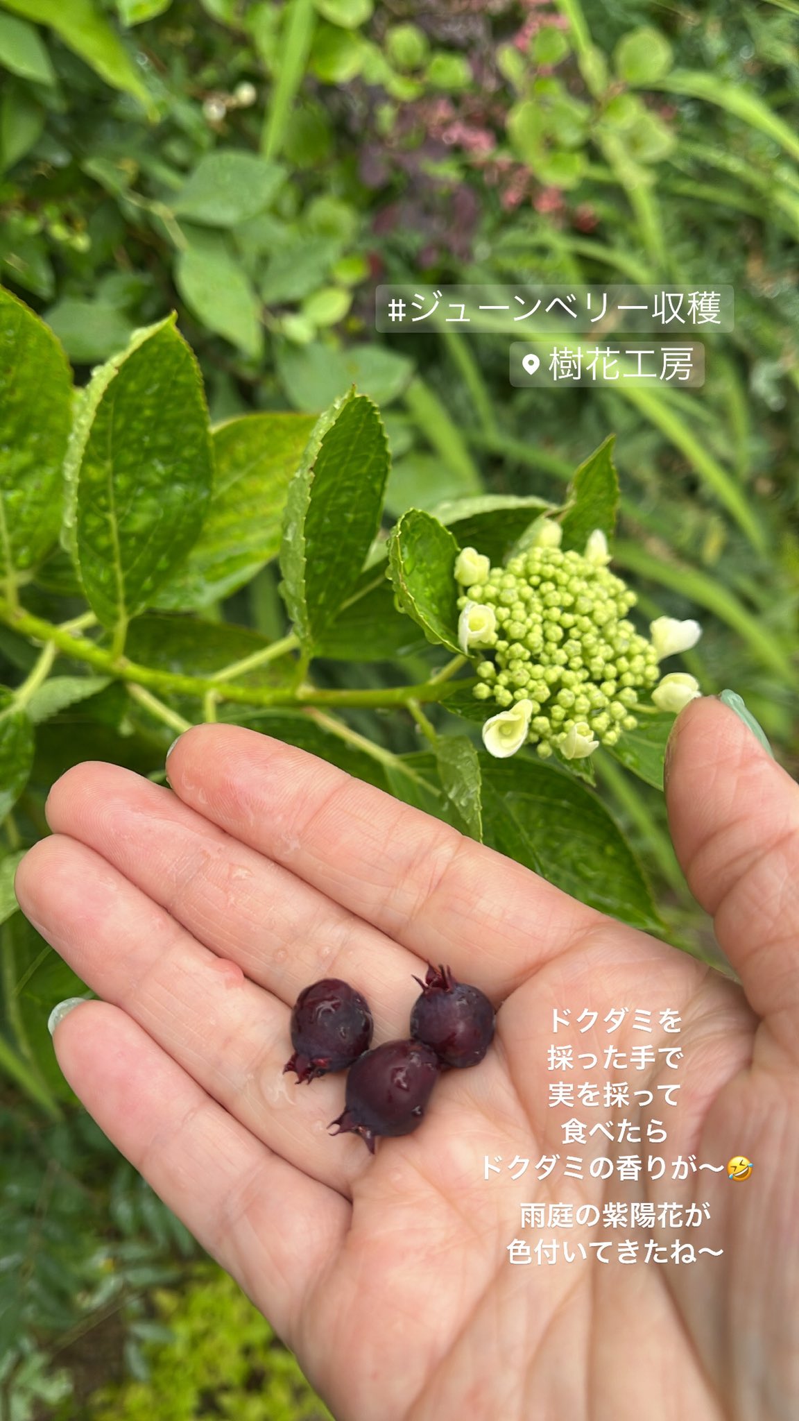 樹花工房on Twitter T Co D44iwtbngq Twitter