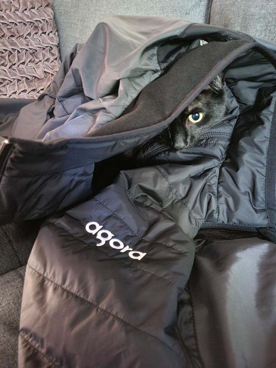 AgoraIO's tweet photo. Sasha's cat Henry is just a whisker away from the weekend! What are your plans for Memorial Day? #PAWeredbyAgora #NationalPetMonth #FindHenry https://t.co/ot4NyiBCy4