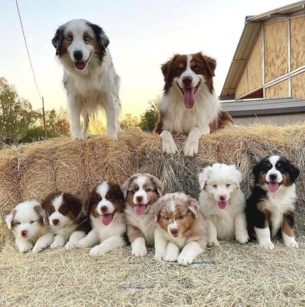 thehappydog_'s tweet photo. Welcome to our family ❤ https://t.co/uYZQluUohS