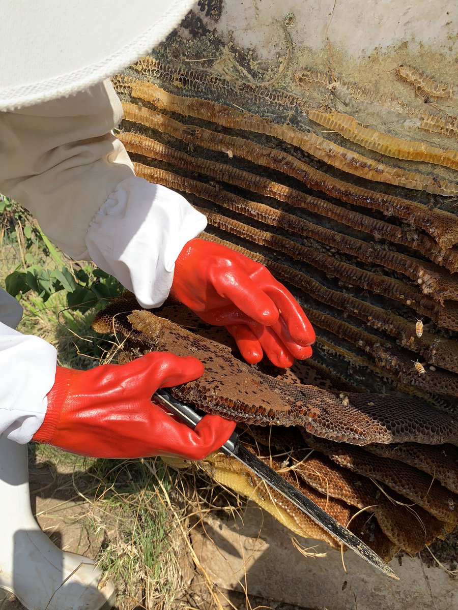 BongiBees's tweet photo. Another safe and sustainable bee removal in Cullinan Pretoria. Bees safely and happily relocated @BongiBees https://t.co/4Dywq3FZit