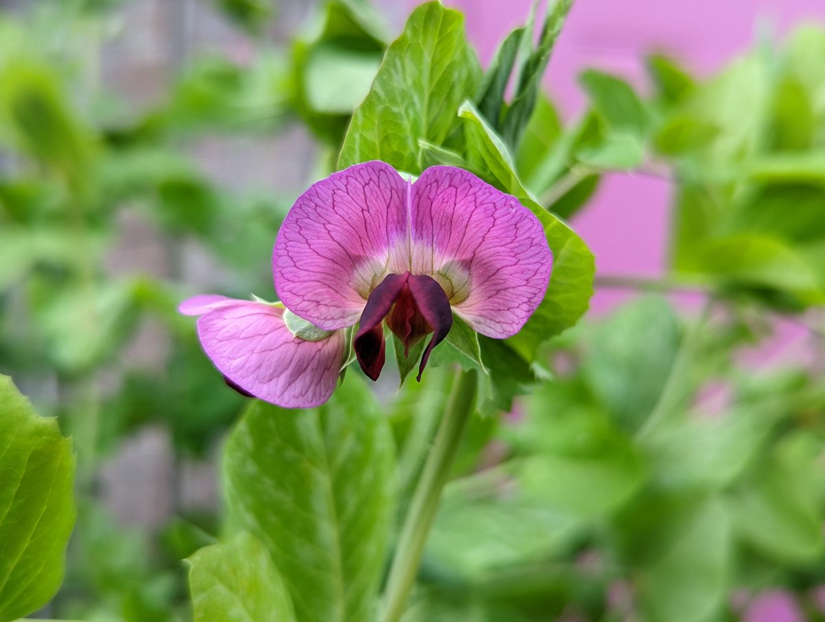 'Green Beauty' snow peas. Although you'd be forgiven for assuming a gang of unruly, diminutive orchids had somehow snuck into my garden.
