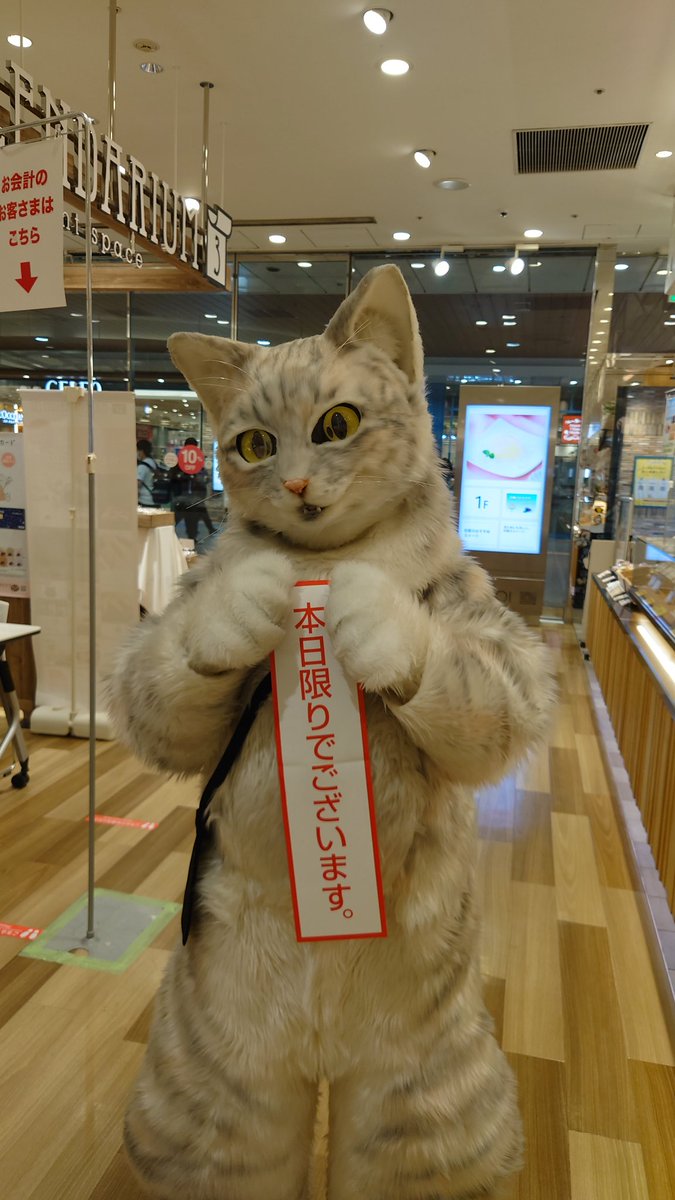 sakanouenoneko1's tweet photo. おはようございます✨
東京　国分寺マルイ百貨店は
本日最終日です。
19時00分で閉場となりますので
是非ともご来店ください✨✨

ミクちゃんも精一杯の笑顔でお待ちしております🐱🐱

#坂の上の猫プリン
#国分寺マルイ
#アルバイト猫
#レジ打ちする猫
#ミクちゃん https://t.co/fmRExDKa29