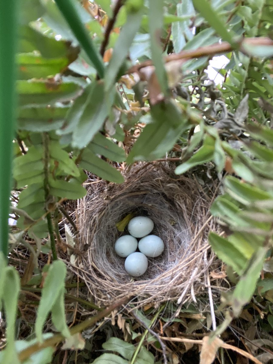 ThePrincess0122's tweet photo. Birds love laying their eggs in my ferns. #nature #mamabird #secondbatch https://t.co/ClscQ5mPsT
