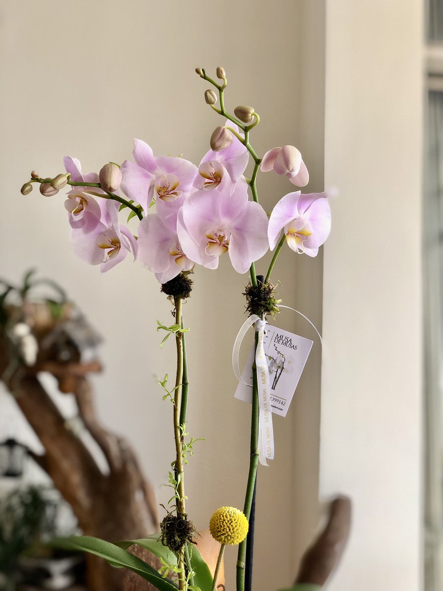 OrquideasMusa's tweet photo. 🍃🌸🍃Orquídeas naturales, base de cerámica 
Altura total 70 cm 

#musademusas #orquídeas #orchid #arreglosdeorquídeas #decoracionfloral #Cancún #orquídeasstyle #celebración #diseñodeorquideas #regalosflorales #flowers #orchidstyle #orchidlife #🌸 #🍃🌸 https://t.co/SuPYxF8nI2