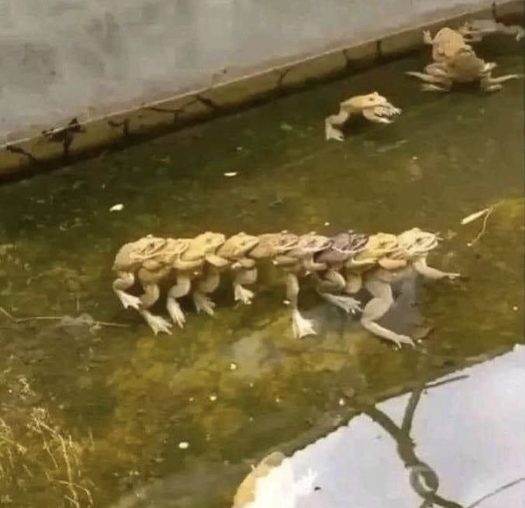 cryb0i's tweet photo. frog train https://t.co/Tdx6GBtVMY