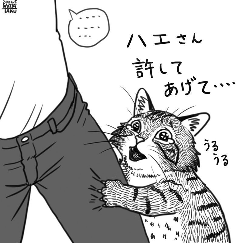 暖かくなってハエが五月蝿い季節になってきました。

 #猫フク 