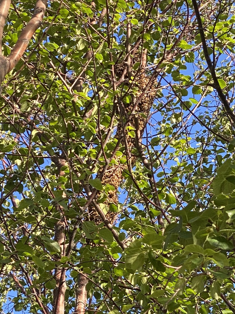 Bee swarm, so sad I can’t get to them.