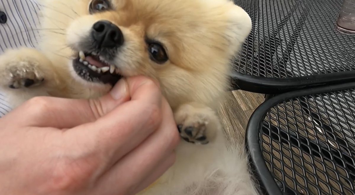 おやつをカジカジしてます😆