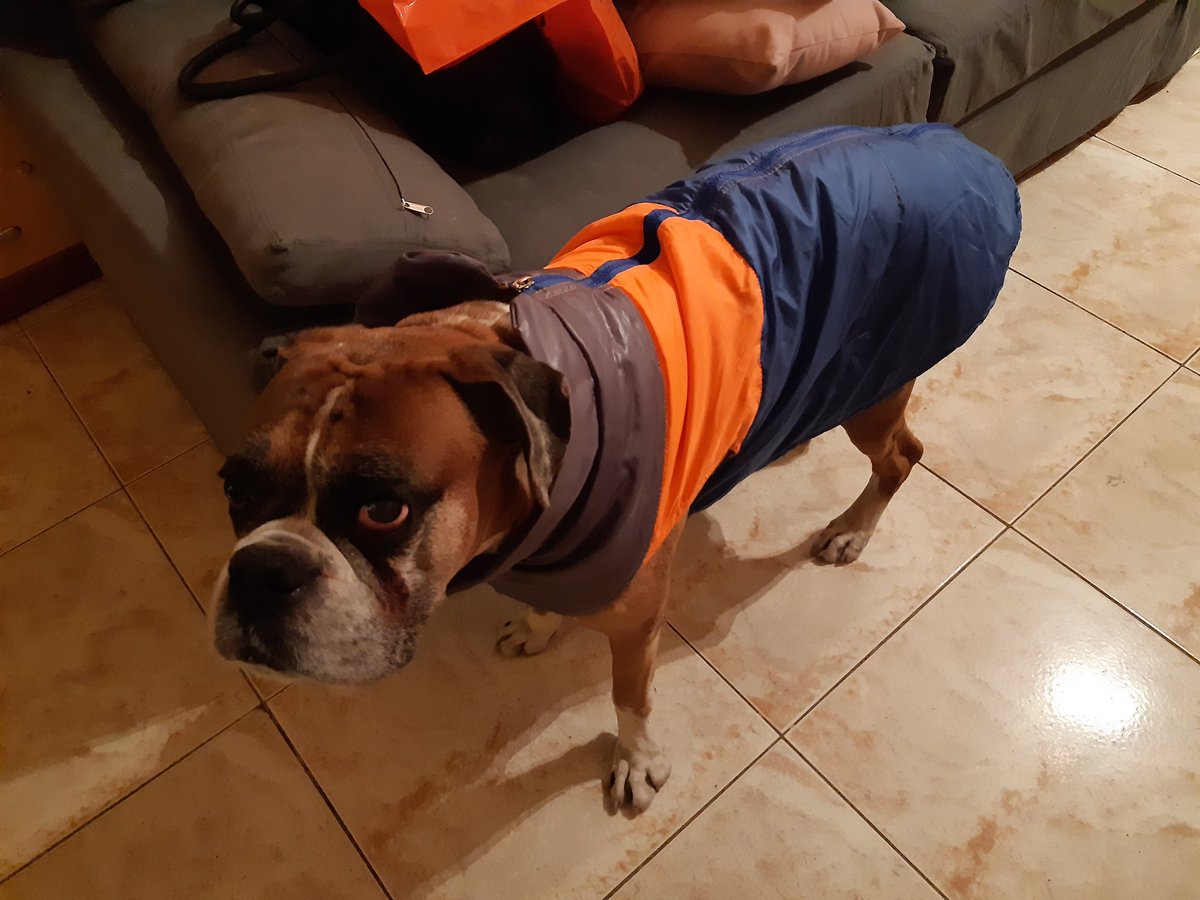 SantiAbrazo_'s tweet photo. El Winter Boxer
#Boxer #Dogs #BoxerDog #Perros #PerroBoxer https://t.co/6utGKWwot1