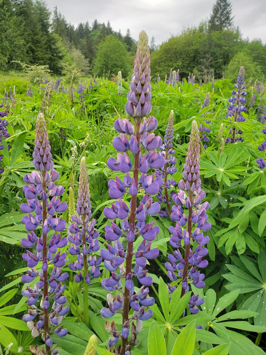 The rain stops, so it's time for lupine &amp; nature on a short hike. #OptOutside
