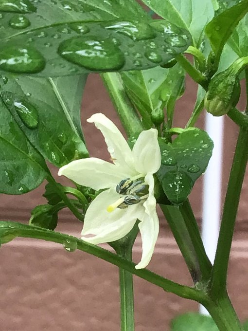 野菜の花のtwitterイラスト検索結果